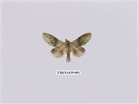 藏品(錫金蟻舟蛾)的圖片